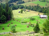 Bucovine